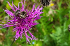 Trauerrosenkäfer in einer Wiesenflockenblume im bereits blühenden Mahteintrag