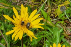 Trauerrosenkäfer in einem Wiesenbocksbart