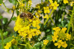 Honigbiene im Ackersenf